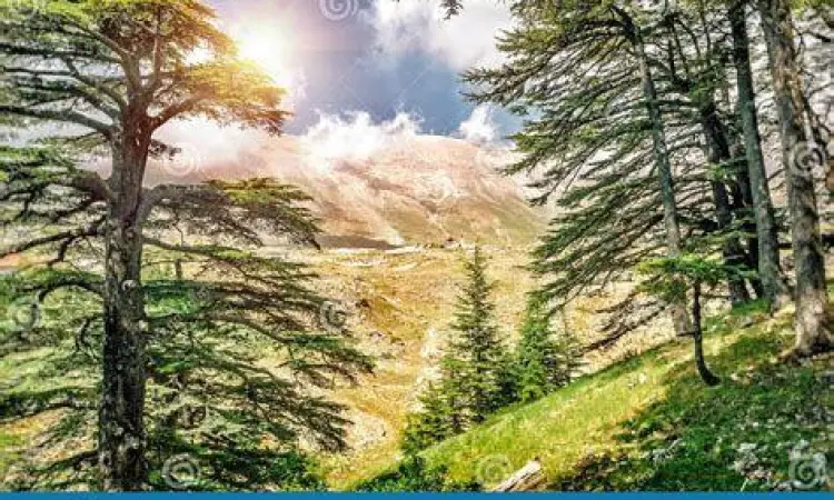 Pohon Cedars di Lebanon yang menginspirasi Gibran