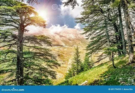 Keindahan Alam Lebanon Pohon Cedars di Lebanon yang menginspirasi Gibran