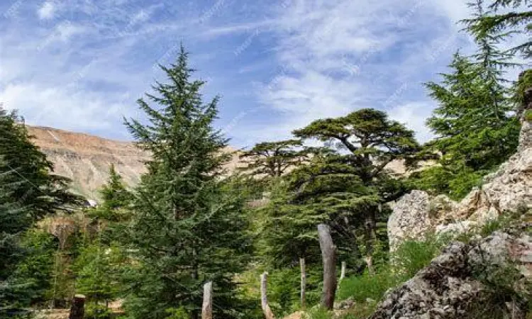 Hutan cedar di Lebanon yang menjadi inspirasi Gibran
