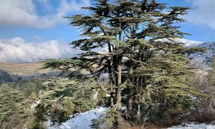 Pemandangan pohon Cedar di Lebanon