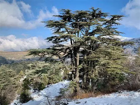 Hutan Cedar Lebanon Pohon Cedar Lebanon sebagai simbol keteguhan