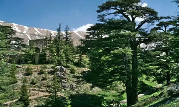 Hutan aras Lebanon yang menginspirasi karya Gibran
